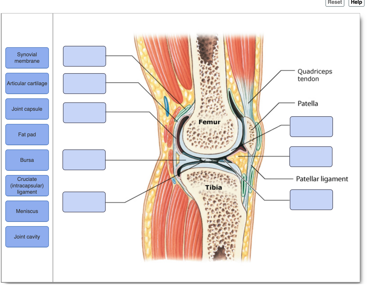 Reset
Help
Synovial
membrane
Quadriceps
tendon
Articular cartilage
Patella
Joint capsule
Femur
Fat pad
Bursa
Cruciate
Patellar ligament
(intracapsular)
ligament
Tibia
Meniscus
Joint cavity
