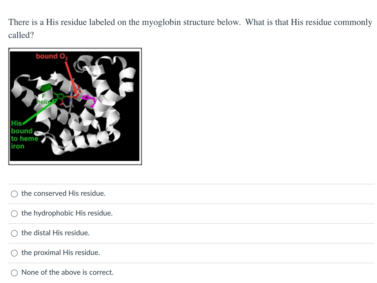 There is a His residue labeled on the myoglobin structure below. What is that His residue commonly
called?
bound O,
F
helix
His
bound,
to heme
iron
the conserved His residue.
the hydrophobic His residue.
the distal His residue.
the proximal His residue.
O None of the above is correct.
