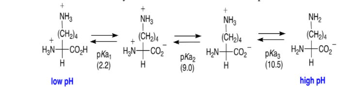 NH3
NH3
NH3
NH2
(CH)4
(CH2)4
(CH2)4
HạN-CO2
(CH2)4
pKa,
(2.2)
pKa2
(9.0)
pka, HN-co,-
(10.5)
H
H
H
low pH
high pH
