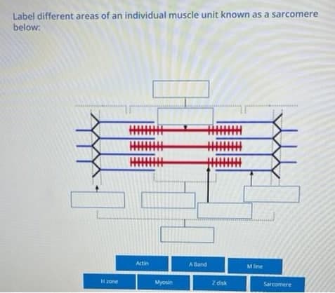 Label different areas of an individual muscle unit known as a sarcomere
below:
Actin
ABand
Mline
Hzone
Myosin
Z disk
Sarcomere

