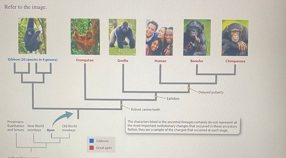 Refer to the image.
Gibbon (20 species in 4 genera)
Prosimians:
Bushbabies New World
and lemurs monkeys Apes
Macmillan Learning
Orangutan
Old World
monkeys
Gibbons
Great apes
Gorilla
Human
Robust canine teeth
Earlobes
Bonobo
Delayed puberty
Chimpanzee
The characters listed in the ancestral lineages certainly do not represent all
the most important evolutionary changes that occurred in these ancestors.
Rather, they are a sample of the changes that occurred at each stage.