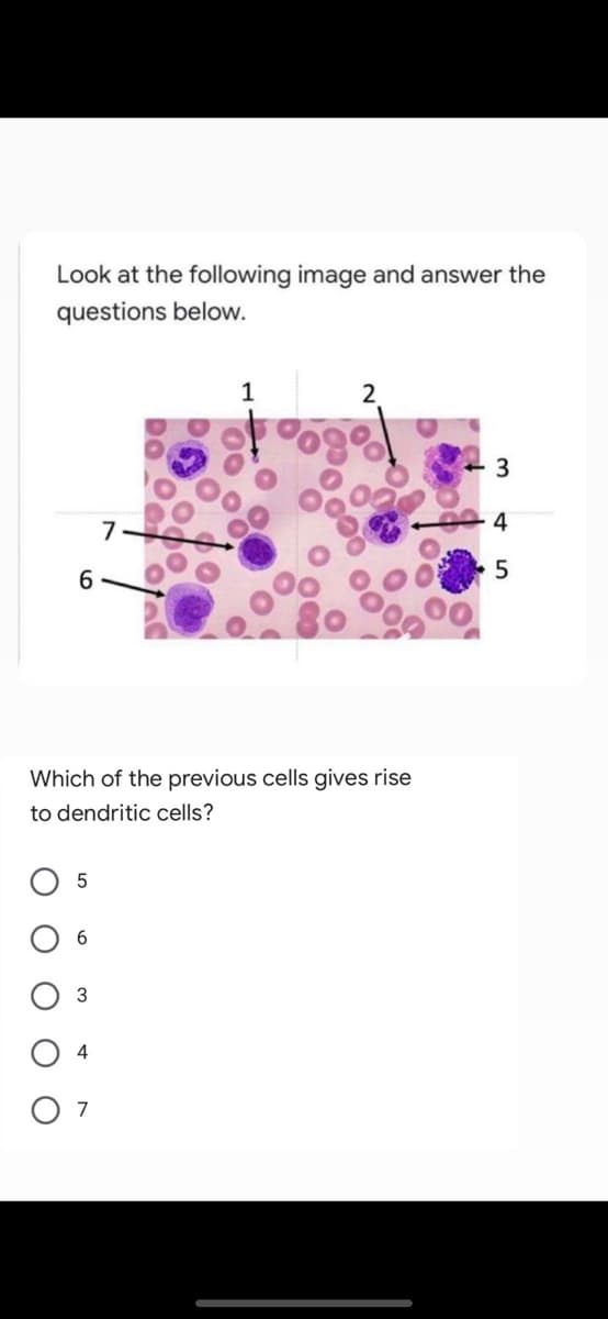 Look at the following image and answer the
questions below.
7
4
5
6.
Which of the previous cells gives rise
to dendritic cells?
6.
4
7
о
