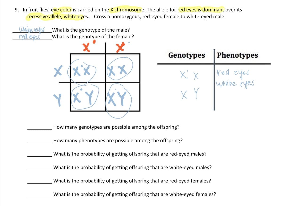 9. In fruit flies, eye color is carried on the X chromosome. The allele for red eyes is dominant over its
recessive allele, white eyes. Cross a homozygous, red-eyed female to white-eyed male.
white cefes
red eyes
What is the genotype of the male?
What is the genotype of the female?
X
xxx xx
Y XY XY
Genotypes
x' x
X Y
How many genotypes are possible among the offspring?
How many phenotypes are possible among the offspring?
What is the probability of getting offspring that are red-eyed males?
What is the probability of getting offspring that are white-eyed males?
What is the probability of getting offspring that are red-eyed females?
What is the probability of getting offspring that are white-eyed females?
Phenotypes
red eyes
white eyes