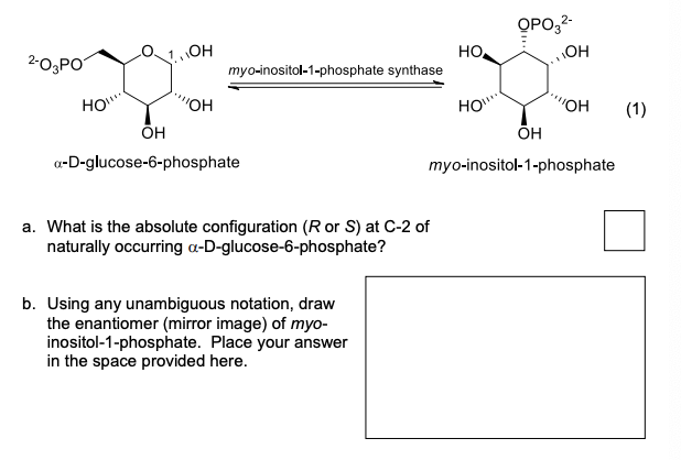 OPO,2-
OH
HO
myo-inositol-1-phosphate synthase
OH
2-03PO
HO"
"OH
HO
(1)
a-D-glucose-6-phosphate
myo-inositol-1-phosphate
a. What is the absolute configuration (R or S) at C-2 of
naturally occurring a-D-glucose-6-phosphate?
b. Using any unambiguous notation, draw
the enantiomer (mirror image) of myo-
inositol-1-phosphate. Place your answer
in the space provided here.
