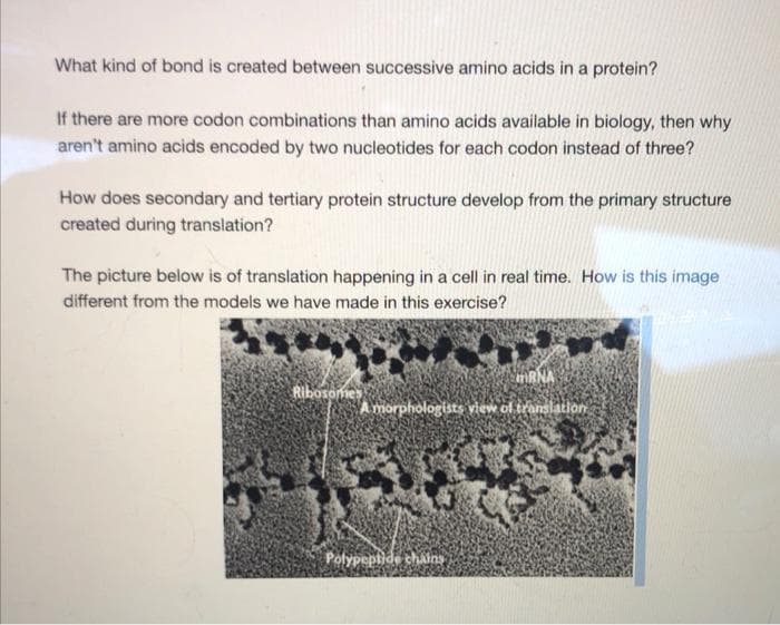 What kind of bond is created between successive amino acids in a protein?
If there are more codon combinations than amino acids available in biology, then why
aren't amino acids encoded by two nucleotides for each codon instead of three?
How does secondary and tertiary protein structure develop from the primary structure
created during translation?
The picture below is of translation happening in a cell in real time. How is this image
different from the models we have made in this exercise?
RNA
Ribosomes
A morphologists view of tramslation
Polypeplide chaing
