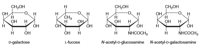 CH,OH
H
CH2OH
O. H
CH2OH
ОН
H
H
OH
H.
OH
H
H
H.
OH
H
ÓH
CH3
OH
OH
ÓH
H
ОН
ОН
NHCOCH3
NHCOCH,
D-galactose
L-fucose
N-acetyl-D-glucosamine N-acetyl-D-galactosamine
