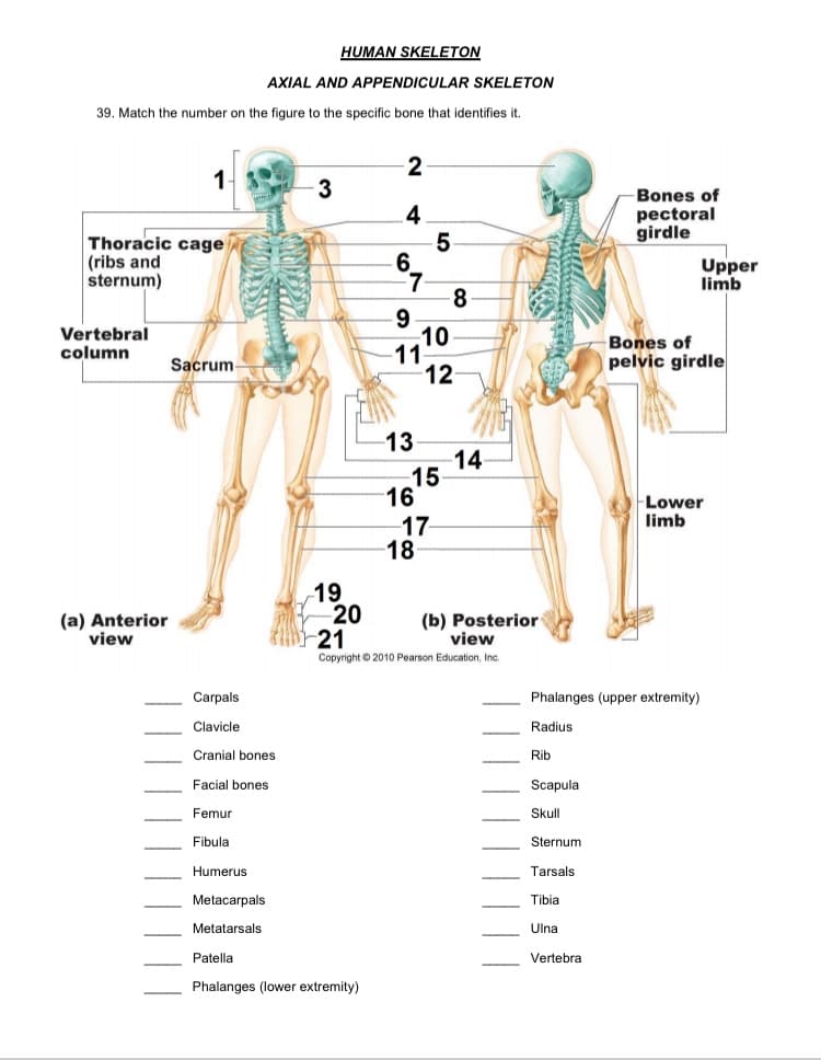 HUMAN SKELETON
AXIAL AND APPENDICULAR SKELETON
39. Match the number on the figure to the specific bone that identifies it.
