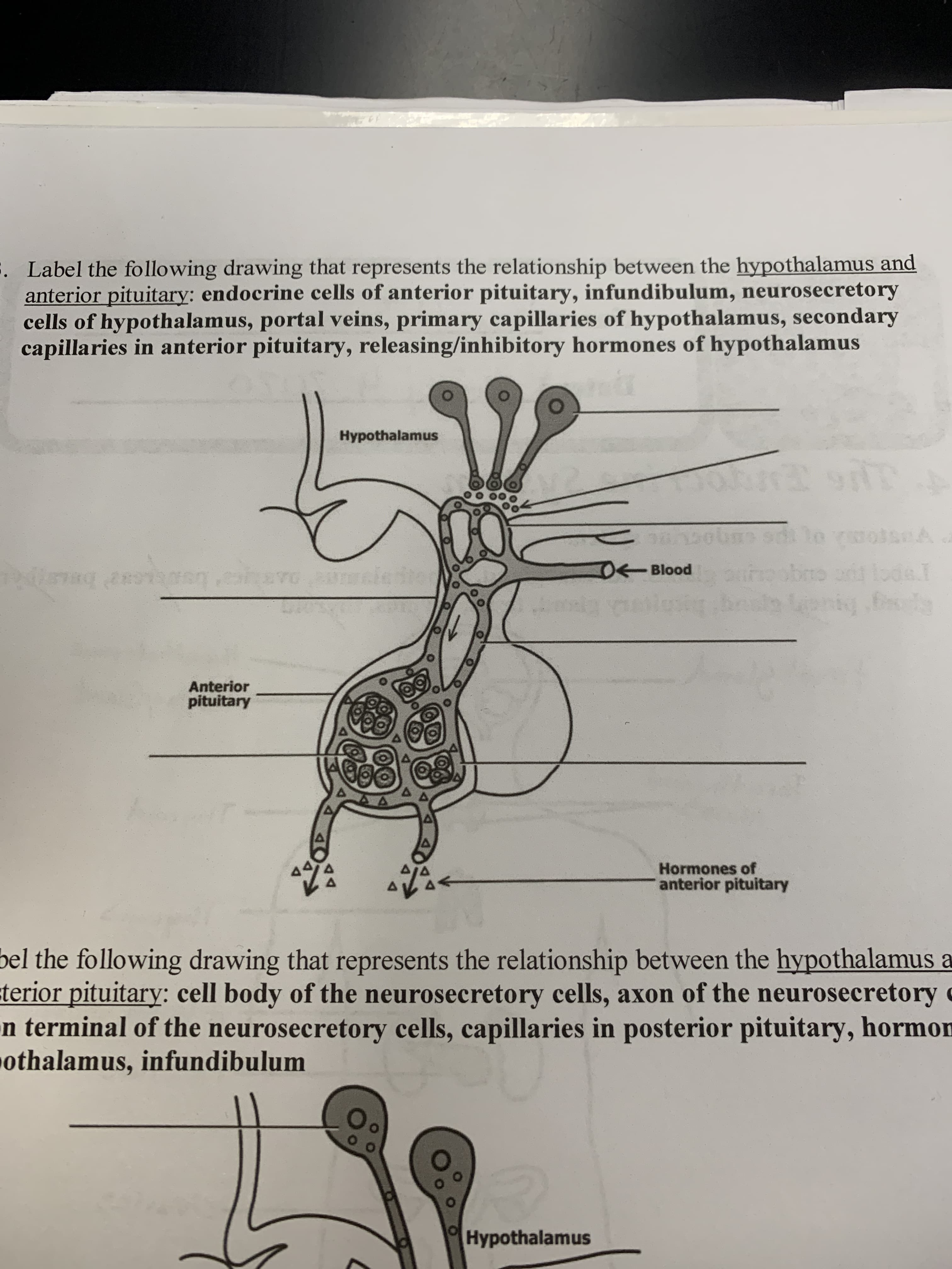 . Label the following drawing that represents the relationship between the hypothalamus and
anterior pituitary: endocrine cells of anterior pituitary, infundibulum, neurosecretory
cells of hypothalamus, portal veins, primary capillaries of hypothalamus, secondary
capillaries in anterior pituitary, releasing/inhibitory hormones of hypothalamus
Hypothalamus
to wolsnA
OBlood
Anterior
pituitary
Hormones of
anterior pituitary
bel the following drawing that represents the relationship between the hypothalamus a
terior pituitary: cell body of the neurosecretory cells, axon of the neurosecretory c
n terminal of the neurosecretory cells, capillaries in posterior pituitary, hormon
othalamus, infundibulum
Hypothalamus
