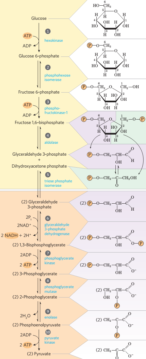 HO-CH,
5
H.
ОН Н
V ÓH
Glucose
3
H
OH
АТР
hexokinase
ADP <
P-0-CH,
Glucose 6-phosphate
н
он н
он
13
ÓH
phosphohexose
isomerase
P-0—СН, о.
CH -OH
Fructose 6-phosphate
н но 12
он
13
4
ÓH H
АТР
phospho-
fructokinase-1
ADP 4
6
P-0-CH, 0
CH,-0-®
Fructose 1,6-bisphosphate
н но
Он
ÓH H
aldolase
Glyceraldehyde 3-phosphate
P-0-CH2-CH–C
OH
Dihydroxyacetone phosphate
P-0-CH2-Ç-CH2OH
triose phosphate
isomerase
(2) Glyceraldehyde
3-phosphate
(2) ®-0–CH,–CH–c
он
H
2P,-
glyceraldehyde
3-phosphate
dehydrogenase
2NAD+
2 NADH + 2H+ <
(2) P-0-CH2-CH–C
(2) 1,3-Bisphosphoglycerate
ОН
2ADP
phosphoglycerate
kinase
2 АТP +
(2) P-0-CH2-CH-
(2) 3-Phosphoglycerate
OH
phosphoglycerate
mutase
(2) CH,
CH–C
(2) 2-Phosphoglycerate
Он
2H,0
enolase
(2) CН—С
-C.
(2) Phosphoenolpyruvate
2ADP
(P
pyruvate
kinase
2 ATP <
(2) CH, —С—с
(2) Pyruvate
