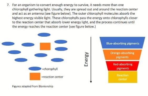 7. For an organism to convert enough energy to survive, it needs more than one
chlorophyll gathering light. Usually, they are spread out and around the reaction center
and act as an antenna (see figure below). The outer chlorophyll molecules absorb the
highest energy visible light. These chlorophylls pass the energy onto chlorophylls closer
to the reaction center that absorb lower energy light, and the process continues until
the energy reaches the reaction center (see figure below.)
Blue-absorbing pigments
Orange-absorbing
pigments
Red-absorbing
=chorophyll
pigments
Reaction
=reaction center
center
Figures adapted from Blankenship
Energy
