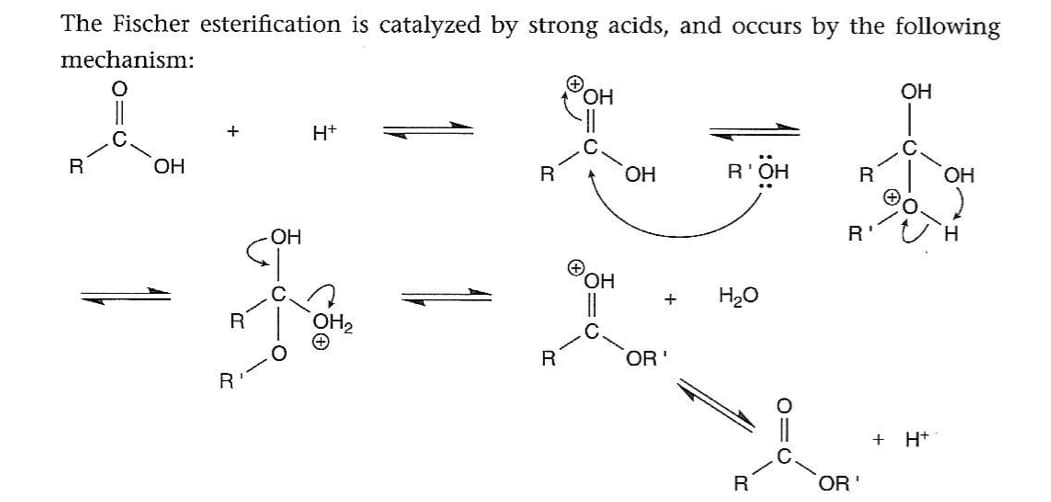 The Fischer esterification is catalyzed by strong acids, and occurs by the following
mechanism:
HO,
OH
H+
R
HO,
R
HO,
R'OH
R
ОН
ОН
R
+
R
OR'
+ H+
R
OR'
