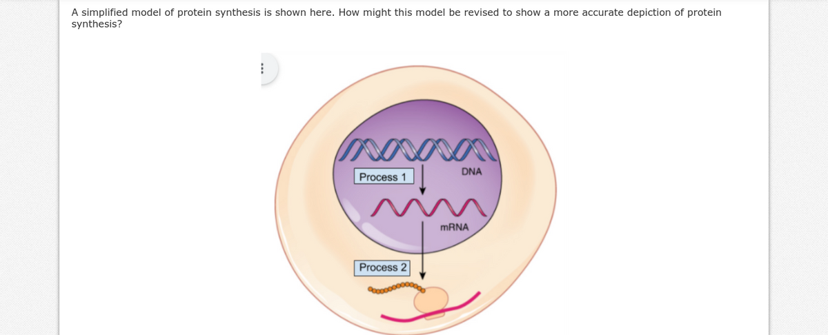 A simplified model of protein synthesis is shown here. How might this model be revised to show a more accurate depiction of protein
synthesis?
DNA
Process 1
m
MRNA
Process 2
