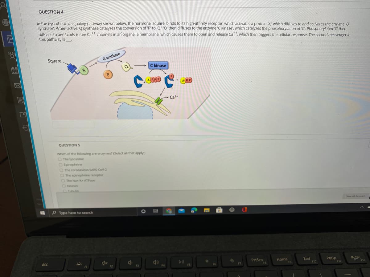 QUESTION 4
In the hypothetical signaling pathway shown below, the hormone 'square' binds to its high-affinity receptor, which activates a protein 'X,' which diffuses to and activates the enzyme 'Q
synthase'. When active, Q synthase catalyzes the conversion of 'P' to 'Q.''Q' then diffuses to the enzyme 'C kinase', which catalyzes the phosphorylation of 'C'. Phosphorylated 'C' then
diffuses to and binds to the Ca channels in an organelle membrane, which causes them to open and release Ca*, which then triggers the cellular response. The second messenger in
this pathway is
Square
Q synthase
C kinase
(AFRO
(AFP
+ Ca2+
QUESTION S
Which of the following are enzymes? (Select all that apply!)
O The lysosome
O Epinephrine
O The coronavirus SARS-CoV-2
O The epinephrine receptor
O The Na+/K+ ATPase
O Kinesin
Tubulin
Save All Answers
Ter
P Type here to search
PgDn
F12
DII
FS
PrtScn
F8
Home
F9
End
PgUp
F11
Esc
F1
F2
F3
F4
F6
F10
