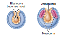 Blastopore
becomes mouth
Archenteron
Mesoderm
