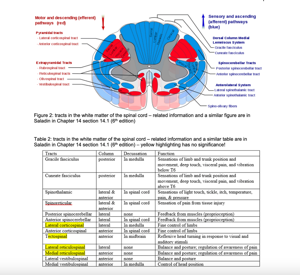 Motor and descending (efferent)
pathways (red)
Sensory and ascending
(afferent) pathways
(blue)
Pyramidal tracts
- Lateral cortic ospinal tract
Dorsal Column Medial
Lemniscus System
- Anterior corticospinal tract
Gracile fasciculus
Cuneate fasciculus
Extrapyrami dal Tracts
- Rubrospinal tract
- Reticulospinal tracts
Spinocerebellar Tracts
Posterior spinocerebellar tract
Anterior spinocerebellar tract
Olivospinal tract
- Vestibulospinal tract
Anterolateral System
Lateral spinothalamic tract
Anterior spinothalamic tract
Spino-olivary fibers
Figure 2: tracts in the white matter of the spinal cord – related information and a similar figure are in
Saladin in Chapter 14 section 14.1 (6th edition)
Table 2: tracts in the white matter of the spinal cord – related information and a similar table are in
Saladin in Chapter 14 section 14.1 (6th edition) – yellow highlighting has no significance!
Function
Sensations of limb and trunk position and
movement, deep touch, visceral pain, and vibration
below T6
Tracts
Column
Decussation
Gracile fasciculus
posterior
In medulla
Cuneate fasciculus
posterior
In medulla
Sensations of limb and trunk position and
movement, deep touch, visceral pain, and vibration
above T6
In spinal cord
Sensations of light touch, tickle, itch, temperature,
pain, & pressure
Sensation of pain from tissue injury
Spinothalamic
lateral &
anterior
Spinoreticular
lateral &
In spinal cord
anterior
Feedback from muscles (proprioception)
Feedback from muscles (proprioception)
Posterior spinocerebellar
Anterior spinocerebellar
Lateral corticospinal
Anterior corticospinal
Tectospinal
lateral
none
In spinal cord
In medulla
In spinal cord
In midbrain
lateral
lateral
Fine control of limbs
anterior
Fine control of limbs
Reflexive head turning in response to visual and
auditory stimuli
Balance and posture; regulation of awareness of pain
Balance and posture; regulation of awareness of pain
Balance and posture
Control of head position
anterior
Lateral reticulospinal
Medial reticulospinal
Lateral vestibulospinal
Medial vestibulospinal
lateral
none
anterior
none
anterior
none
anterior
In medulla
sacral
Lumbar
Thoracic
Cervical
Sacral
Lumbar
Thoracic
Cervical
