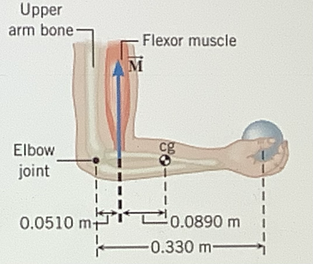 Upper
arm bone
Flexor muscle
M
Elbow
cg
joint
0.0510 m
0.0890 m
0.330 m
