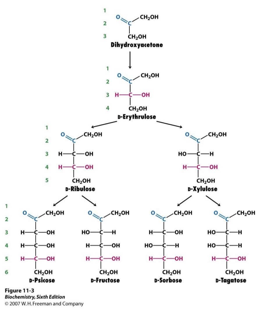 1
2
4
5
1
6
2
3
H-C-OH
4 H-C-OH
3 H-C-OH
5
CH₂OH
H- C-OH
H-C-OH
CH₂OH
CH₂OH
D-Psicose
CH₂OH
D-Ribulose
1
Figure 11-3
Biochemistry, Sixth Edition
2007 W. H. Freeman and Company
2
3
1
2
3 H-
4
CH₂OH
Dihydroxyacetone
HO C-H
CH₂OH
H-C-OH
CH₂OH
CH₂OH
D-Erythrulose
H-C-OH
CH₂OH
D-Fructose
CH₂OH
-C- -OH
H-
HO-
H-
HO C-H
-C-OH
CH₂OH
C-H
C-OH
CH₂OH
CH₂OH
D-Sorbose
H-C-OH
CH₂OH
D-Xylulose
CH₂OH
HO- -C-H
HO-
C-H
H-C-OH
CH₂OH
D-Tagatose