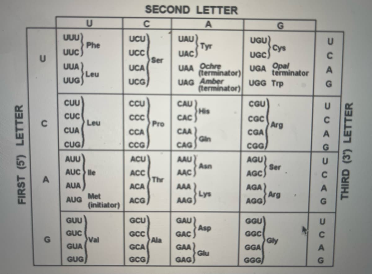 FIRST (5') LETTER
U
A
UUU)
UUC
UUA)
UUG)
GUU
GUC
U
GUA
GUG
Phe
CUU
CUC
CUA
CUG/
AUU
AUC lle
AUA
AUG
Leu
Leu
Met
(initiator)
Val
SECOND LETTER
A
C
UCU
UCC
UCA
UCG
CCU
CCC
CCA
CCG
ACU
ACC
ACA
ACG
GCU
GCC
GCA
GCG
Ser
Pro
Thr
Ala
UAU)
Tyr
UAC
UAA Ochre
(terminator)
UAG Amber
CAU
CAC
CAA
CAG
AAU
AAC
AAA
AAG
GAU)
GAC
GAA
GAG
(terminator)
His
Gin
Asn
Lys
Asp
Glu
UGU
Cys
UGC)
UGA Opal
terminator
UGG Trp
CGU
CGC
CGA
CGG/
AGU
AGC
AGA
AGG)
GGU
GGC
G
GGA
GGG/
Arg
Ser
Arg
Gly
UCAG
с
UCACUCAK
А
с
UCAC
G
А
А
THIRD (3) LETTER