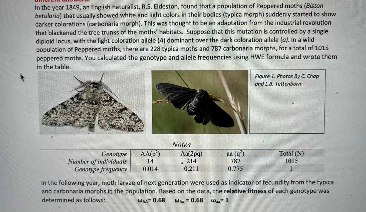 In the year 1849, an English naturalist, R.S. Eldeston, found that a population of Peppered moths (Biston
betularia) that usually showed white and light colors in their bodies (typica morph) suddenly started to show
darker colorations (carbonaria morph). This was thought to be an adaptation from the industrial revolution
that blackened the tree trunks of the moths' habitats. Suppose that this mutation is controlled by a single
diploid locus, with the light coloration allele (A) dominant over the dark coloration allele (a). In a wild
population of Peppered moths, there are 228 typica moths and 787 carbonaria morphs, for a total of 1015
peppered moths. You calculated the genotype and allele frequencies using HWE formula and wrote them
in the table.
Genotype
Number of individuals
Genotype frequency
AA(p²)
14
0.014
Notes
Aa(2pq)
214
0.211
-
aa (q)
787
0.775
Figure 1. Photos By C. Chap
and L.B. Tettenborn
Total (N)
1015
1
In the following year, moth larvae of next generation were used as indicator of fecundity from the typica
and carbonaria morphs in the population. Based on the data, the relative fitness of each genotype was
determined as follows:
WAA= 0.68 WAa=0.68
Waa= 1