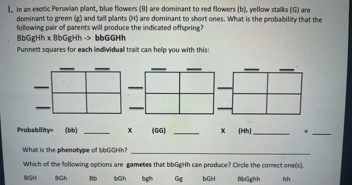 I. In an exotic Peruvian plant, blue flowers (B) are dominant to red flowers (b), yellow stalks (G) are
dominant to green (g) and tall plants (H) are dominant to short ones. What is the probability that the
following pair of parents will produce the indicated offspring?
BbGgHh x BbGgHh -> bbGGHh
Punnett squares for each individual trait can help you with this:
Probability= (bb)
BGh
X
Bb
(GG)
What is the phenotype of bbGGHh?
Which of the following options are gametes that bbGgHh can produce? Circle the correct one(s).
BGH
bGh bgh
Gg
BbGghh
hh
X (Hh)
bGH