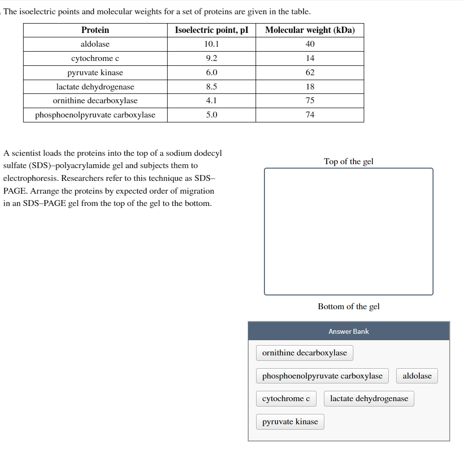 The isoelectric points and molecular weights for a set of proteins are given in the table.
Protein
aldolase
cytochrome c
pyruvate kinase
lactate dehydrogenase
ornithine decarboxylase
phosphoenolpyruvate carboxylase
Isoelectric point, pl Molecular weight (kDa)
40
14
62
18
75
74
10.1
9.2
6.0
8.5
4.1
5.0
A scientist loads the proteins into the top of a sodium dodecyl
sulfate (SDS)-polyacrylamide gel and subjects them to
electrophoresis. Researchers refer to this technique as SDS-
PAGE. Arrange the proteins by expected order of migration
in an SDS-PAGE gel from the top of the gel to the bottom.
Top of the gel
Bottom of the gel
Answer Bank
ornithine decarboxylase
cytochrome c
pyruvate kinase
phosphoenolpyruvate carboxylase aldolase
lactate dehydrogenase