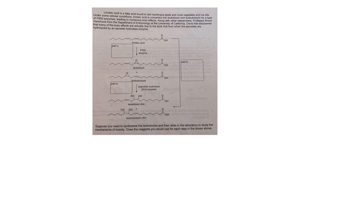 Linoleic acid is a fatty acid found in cell membrane lipids and most vegetable and nut oils.
Onder some cellular conditions, linoleic acid is converted into leukotoxin and isoleukotoxin by a type
of P450 enzymes, leading to numerous toxic effects. Along with other researchers, Professor Bruce
Hammock from the Department of Entomology at the University of California, Davis has discovered
that many of the toxic effects are actually due to the diols that form when the epoxides are
hydrolyzed by an epoxide hydrolase enzyme.
linoleic acid
part a
P450
enzyme
part b
он
leukotoxin
OH ow
jsoleukotoxin
part a
expoxide hydrolase
(EH) enzyme
но
он
но,
leukotoxin diol
но
OH +
AT oire
holed e
wd m
HO,
isoleukotoxin diol
Suppose you need to synthesize the leukotoxins and their diols in the laboratory to study the
mechanisms of toxicity. Draw the reagents you would use for each step in the boxes above.
