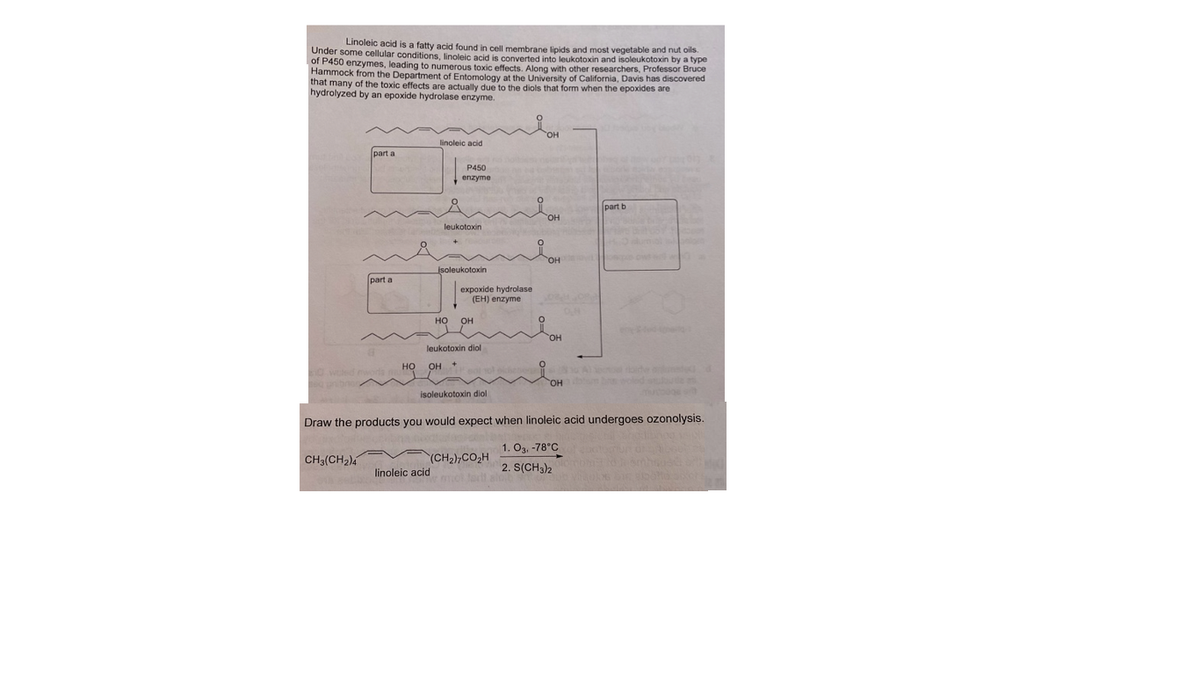 Linoleic acid is a fatty acid found in cell membrane lipids and most vegetable and nut oils.
Onder some cellular conditions, linoleic acid is converted into leukotoxin and isoleukotoxin by a type
of P450 enzymes, leading to numerous toxic effects. Along with other researchers, Professor Bruce
Hammock from the Department of Entomology at the University of California, Davis has discovered
that many of the toxic effects are actually due to the diols that form when the epoxides are
hydrolyzed by an epoxide hydrolase enzyme.
linoleic acid
part a
P450
enzyme
part b
он
leukotoxin
OH ow
jsoleukotoxin
part a
expoxide hydrolase
(EH) enzyme
но
OH
но,
leukotoxin diol
но
OH +
0 wd m
HO,
isoleukotoxin diol
Draw the products you would expect when linoleic acid undergoes ozonolysis.
1. O3, -78°C
CH3(CH2)4
(CH2),CO2H
linoleic acid
2. S(CH3)2
mcl tarll slot
