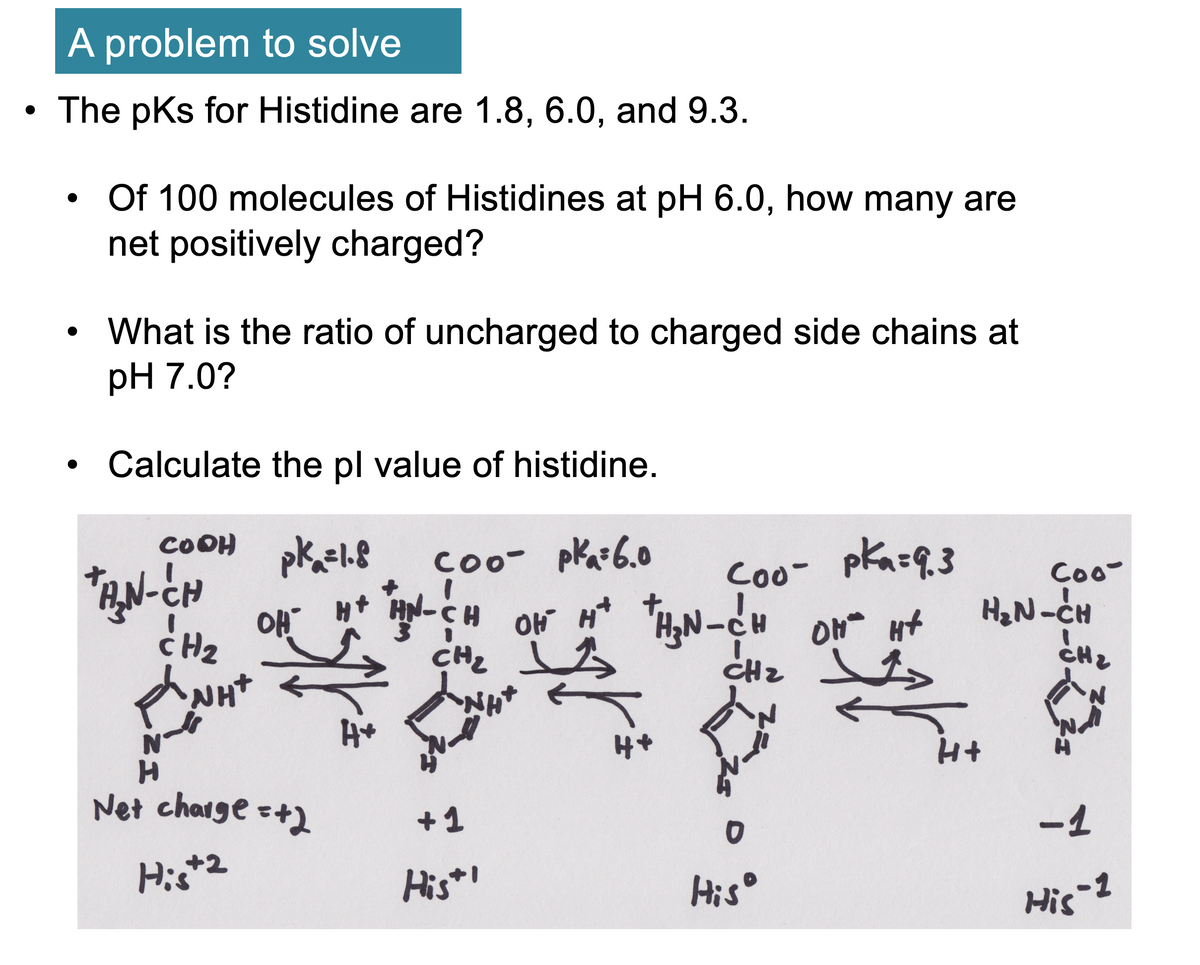 A problem to solve
The pKs for Histidine are 1.8, 6.0, and 9.3.
●
Of 100 molecules of Histidines at pH 6.0, how many are
net positively charged?
What is the ratio of uncharged to charged side chains at
pH 7.0?
Calculate the pl value of histidine.
COOH pk₁=1.8
*A₂N-CH
H2
OH
NH+
coo- pk₁³6.0
Coo- pka = 9.3
H* *AN-CH ON H* H₂N-CH ON H
H+
сн
CH₂ I
NH+
CH₂
str²
Net charge =+2
His +2
+1
His*!
$75
Hisº
Coo
H₂N-CH
I
H+
-1
His -1