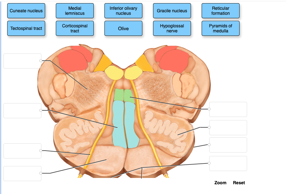 Cuneate nucleus
Tectospinal tract
Medial
lemniscus
Corticospinal
tract
SHA
Inferior olivary
nucleus
Olive
Gracile nucleus
Hypoglossal
nerve
www.
Reticular
formation
Pyramids of
medulla
IT
Zoom Reset