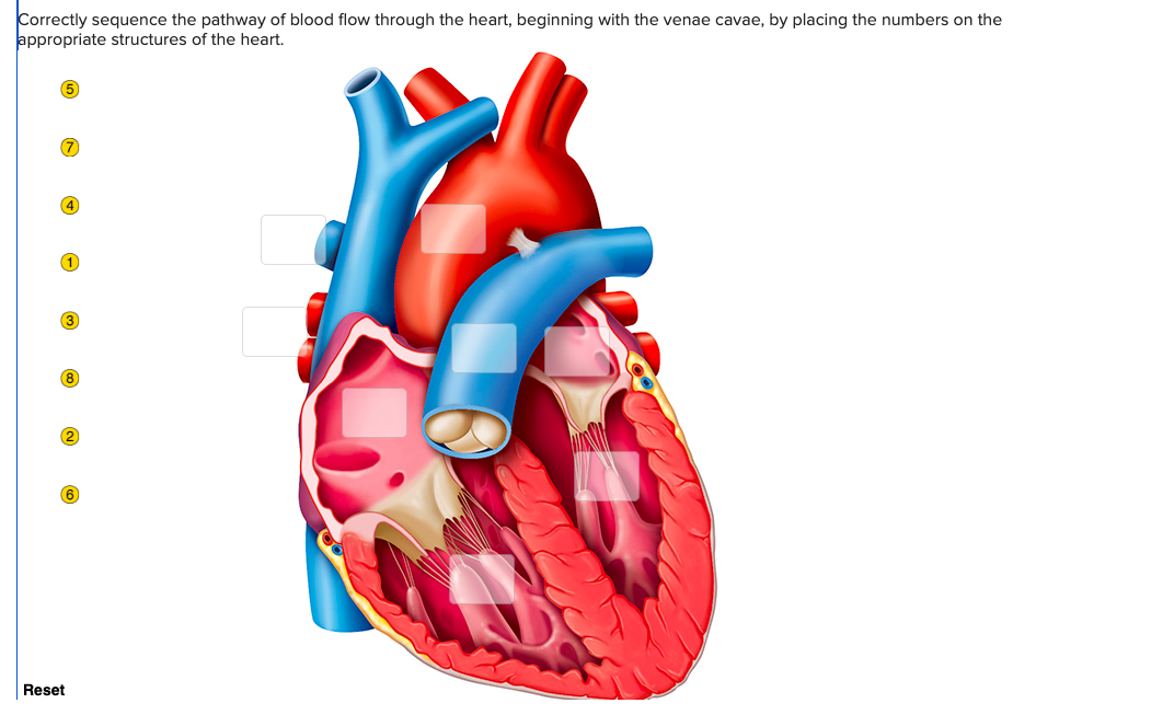 Correctly sequence the pathway of blood flow through the heart, beginning with the venae cavae, by placing the numbers on the
appropriate structures of the heart.
(7)
(4)
1
(8)
(2)
(6)
Reset