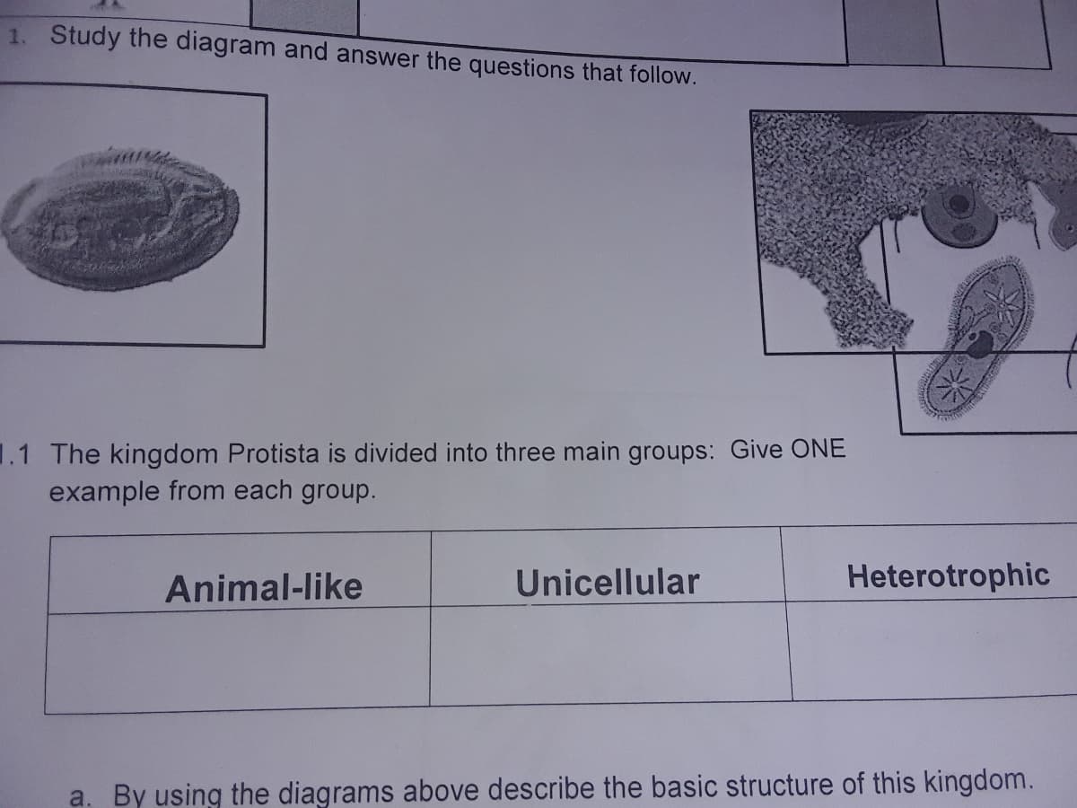 1. Study the diagram and answer the questions that follow.
1.1 The kingdom Protista is divided into three main groups: Give ONE
example from each group.
Animal-like
Unicellular
Heterotrophic
a. By using the diagrams above describe the basic structure of this kingdom.
