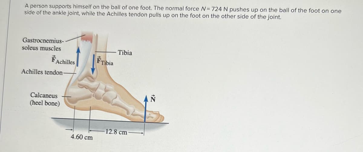 A person supports himself on the ball of one foot. The normal force N= 724 N pushes up on the ball of the foot on one
side of the ankle joint, while the Achilles tendon pulls up on the foot on the other side of the joint.
Gastrocnemius-
soleus muscles
Tibia
FTibia
Achilles
Achilles tendon-
AN
Calcaneus
(heel bone)
12.8 cm
4.60 cm
