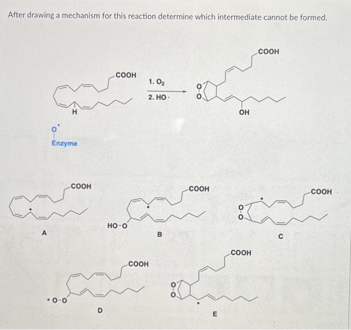 After drawing a mechanism for this reaction determine which intermediate cannot be formed.
H
Enzyme
0-0
COOH
D
COOH
HO-O
COOH
1.0₂
2. HO.
B
COOH
E
OH
COOH
Ċ
COOH
C
COOH