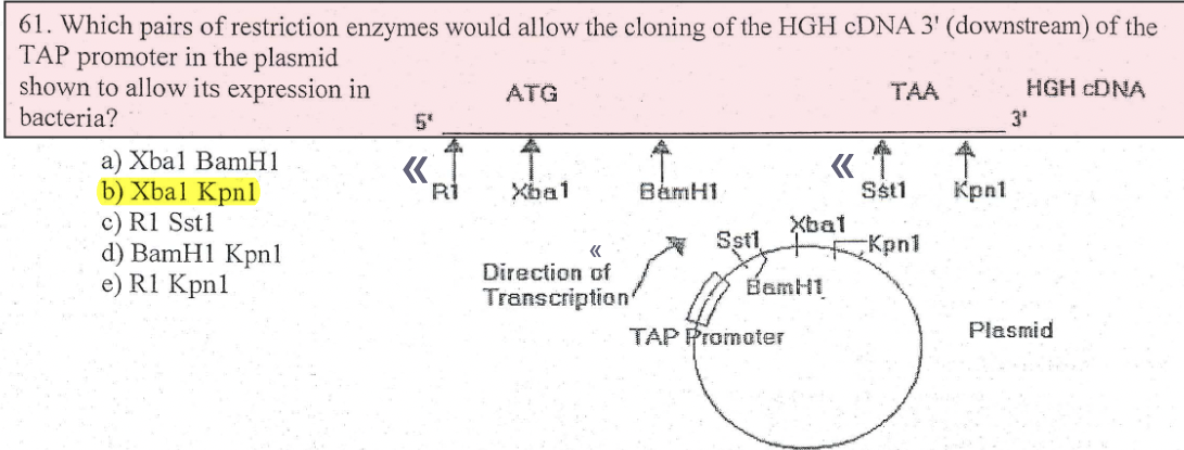61. Which pairs of restriction enzymes would allow the cloning of the HGH cDNA 3' (downstream) of the
TAP promoter in the plasmid
shown to allow its expression in
bacteria?
a) Xbal BamH1
b) Xbal Kpnl
c) R1 Sstl
d) BamH1 Kpnl
e) R1 Kpnl
4.
Ri
ATG
Xbal
«
Direction of
Transcription
BamHi
Ssil bai
BamH1
TAP Promoter
TAA
« ↑
Sst1 Kpn1
Kpn1
HGH cDNA
3¹
Plasmid