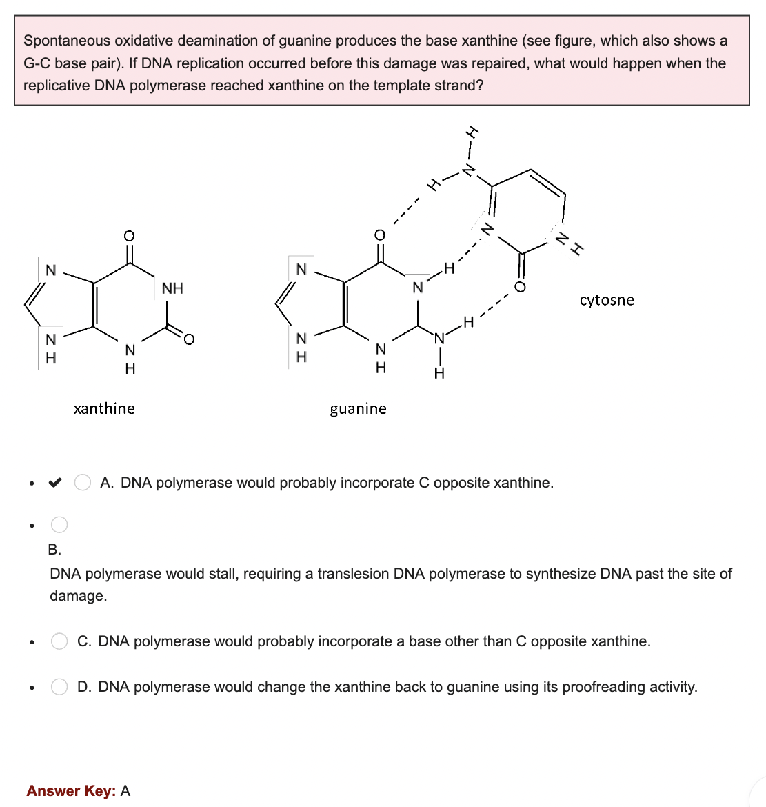 Spontaneous oxidative deamination of guanine produces the base xanthine (see figure, which also shows a
G-C base pair). If DNA replication occurred before this damage was repaired, what would happen when the
replicative DNA polymerase reached xanthine on the template strand?
●
●
●
N
H
O
N
H
xanthine
NH
N
N
H
guanine
Answer Key: A
--
--- N
A. DNA polymerase would probably incorporate C opposite xanthine.
ZI
cytosne
B.
DNA polymerase would stall, requiring a translesion DNA polymerase to synthesize DNA past the site of
damage.
C. DNA polymerase would probably incorporate a base other than C opposite xanthine.
D. DNA polymerase would change the xanthine back to guanine using its proofreading activity.