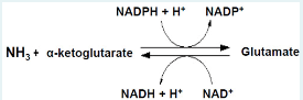 NADPH + H*
NH3 + a-ketoglutarate
NADH + H+
NADP+
NAD*
Glutamate