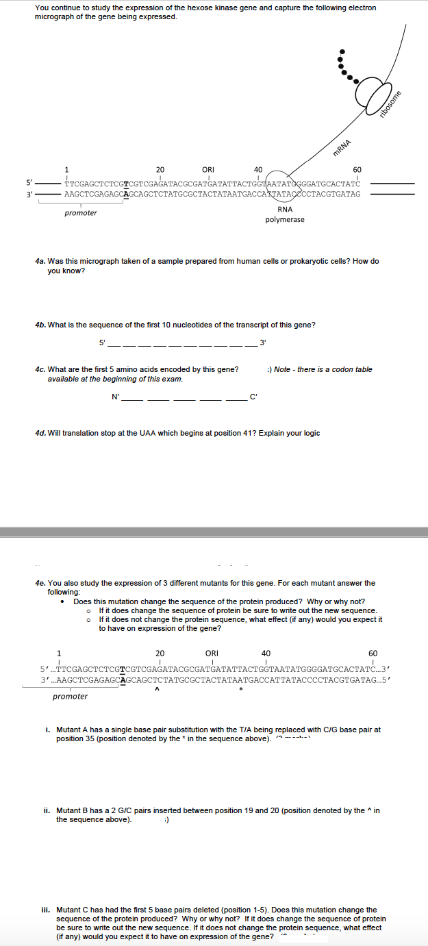 You continue to study the expression of the hexose kinase gene and capture the following electron
micrograph of the gene being expressed.
MRNA
1
20
ORI
40
60
TTCGAGCTCTCGTCGTCGAGATACGCGATGATATTACTGGTAATATGGGGATGCACTATC
AAGCTCGAGAGCAСCAGCTСТАТGCGСТАСТАТААТGAССАКТАТАСССТАCGTGATAG
5"
3'
RNA
promoter
polymerase
4a. Was this micrograph taken of a sample prepared from human cells or prokaryotic cells? How do
you know?
4b. What is the sequence of the first 10 nucleotides of the transcript of this gene?
5'
3'
---
4c. What are the first 5 amino acids encoded by this gene?
)Note - there is a codon table
available at the beginning of this exam.
N'
C'
4d. Will translation stop at the UAA which begins at position 41? Explain your logic
4e. You also study the expression of 3 different mutants for this gene. For each mutant answer the
following:
Does this mutation change the sequence of the protein produced? Why or why not?
If it does change the sequence of protein be sure to write out the new sequence.
o If it does not change the protein sequence, what effect (if any) would you expect it
to have on expression of the gene?
1
20
ORI
40
60
5'.TTCGAGCTCTCGTCGTCGAGATACGCGATGATATTACTGGTAATATGGGGATGCACTAT.3'
3'...АAGCTCGAGAGCAGCAGCTCТАТСCGCTАСТАТААTGACCATTAТАССССТАСGTGATAG..5'
promoter
i. Mutant A has a single base pair substitution with the TIA being replaced with C/G base pair at
position 35 (position denoted by the * in the sequence above).
ii. Mutant B has a 2 GIC pairs inserted between position 19 and 20 (position denoted by the ^ in
the sequence above).
ii. Mutant C has had the first 5 base pairs deleted (position 1-5). Does this mutation change the
sequence of the protein produced? Why or why not? If it does change the sequence of protein
be sure to write out the new sequence. If it does not change the protein sequence, what effect
(if any) would you expect it to have on expression of the gene?
ribosome
