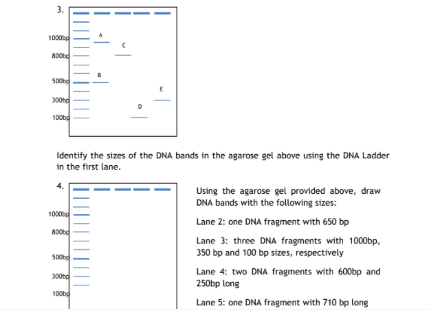 3.
1000bg
800bg
500bd
300bg
100b
Identify the sizes of the DNA bands in the agarose gel above using the DNA Ladder
in the first lane.
4.
Using the agarose gel provided above, draw
DNA bands with the following sizes:
1000bg
Lane 2: one DNA fragment with 650 bp
800bg
Lane 3: three DNA fragments with 1000bp,
350 bp and 100 bp sizes, respectively
500bp
Lane 4: two DNA fragments with 600bp and
250bp long
300bg
100bg
Lane 5: one DNA fragment with 710 bp long
