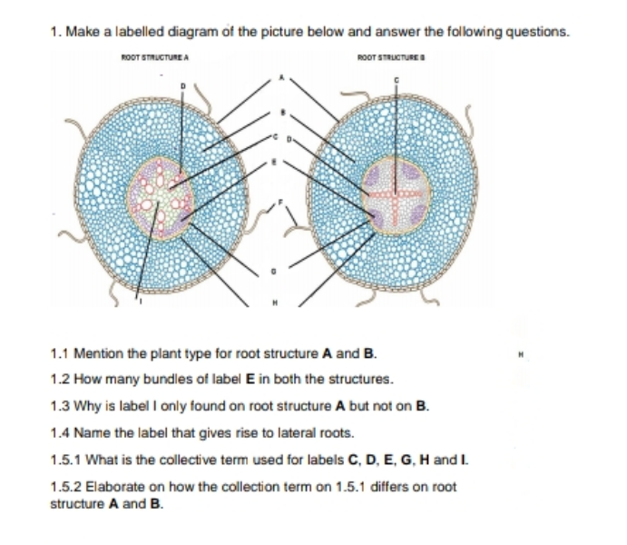 1. Make a labelled diagram of the picture below and answer the following questions.
ROOT STRUCTURE
ROOT STRUCTURE A
1.1 Mention the plant type for root structure A and B.
1.2 How many bundles of label E in both the structures.
1.3 Why is label I only found on root structure A but not on B.
1.4 Name the label that gives rise to lateral roots.
1.5.1 What is the collective term used for labels C, D, E, G, H and I.
1.5.2 Elaborate on how the collection term on 1.5.1 differs on root
structure A and B.
