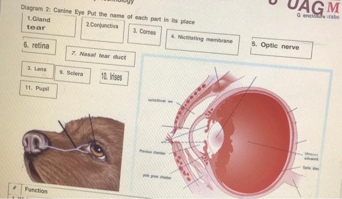UAGM
G enclostre irabo
Diagram 2: Canine Eye Put the name of each part in its place
1.Gland
2.Conjunctiva
3. Cornea
tear
4. Nictitating membrane
5. Optic nerve
6. retina
7. Nasal tear duct
3. Lens
9. Sclera
10. Irises
11. Pupil
unctival ae
chant
Previus chanber
Opte de
pole graw chesber
Function

