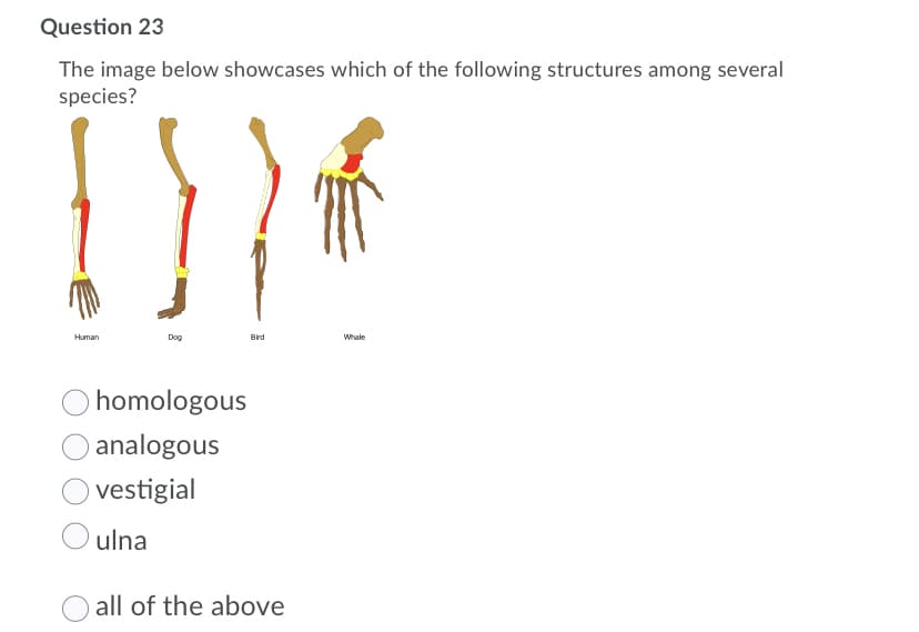 Question 23
The image below showcases which of the following structures among several
species?
Human
Dog
Brd
Whale
homologous
analogous
vestigial
ulna
all of the above
