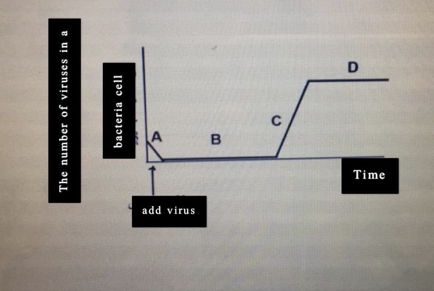 Time
add virus
The number of viruses in a
bacteria cell
B
C.
