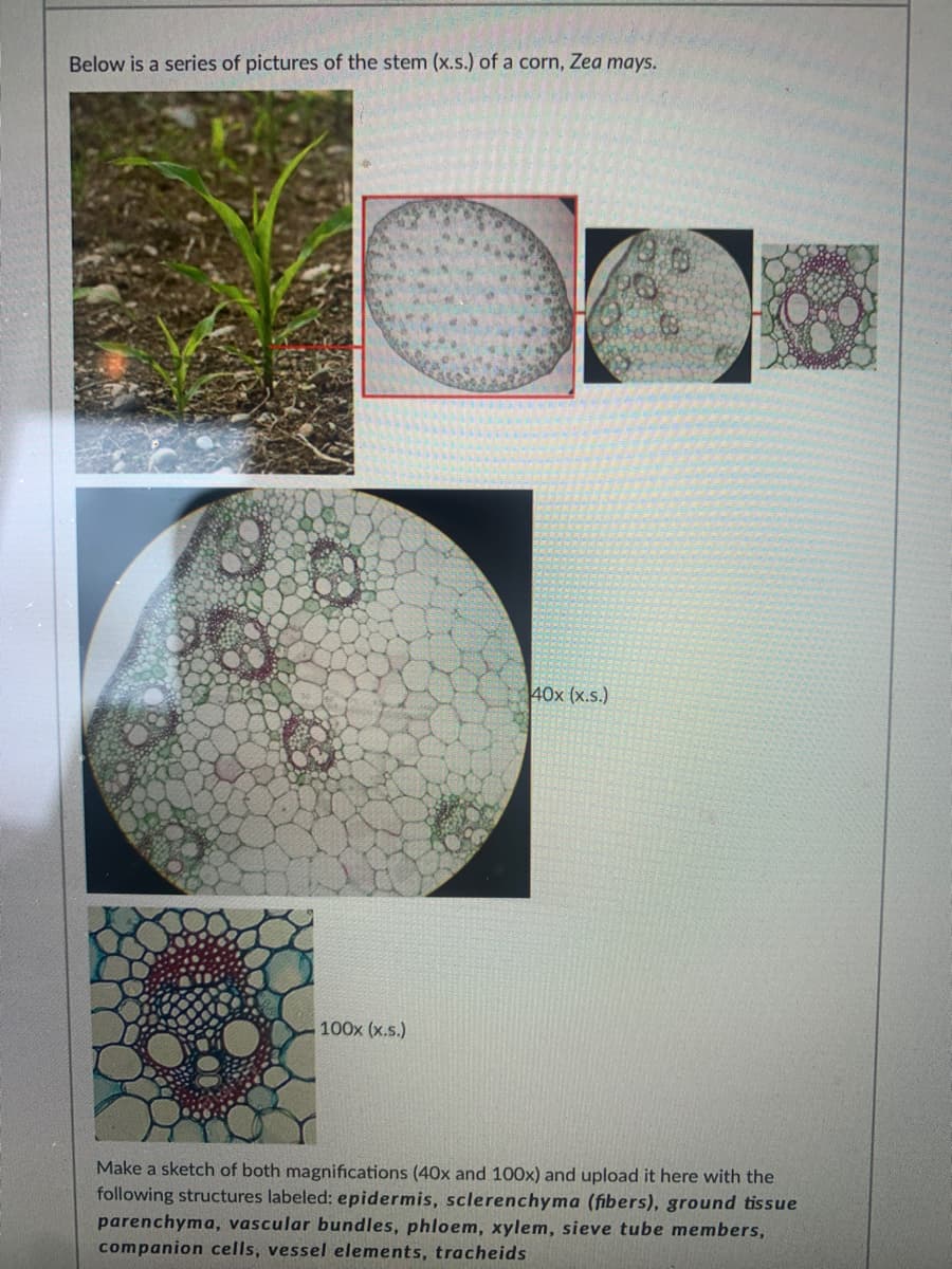 Below is a series of pictures of the stem (x.s.) of a corn, Zea mays.
40x (x.s.)
100x (x.s.)
Make a sketch of both magnifications (40x and 100x) and upload it here with the
following structures labeled: epidermis, sclerenchyma (fibers), ground tissue
parenchyma, vascular bundles, phloem, xylem, sieve tube members,
companion cells, vessel elements, tracheids
