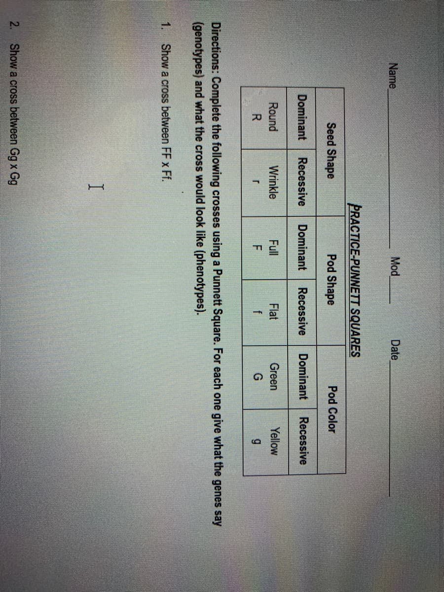 Name
Mod
Date
PRACTICE-PUNNETT SQUARES
Seed Shape
Pod Shape
Pod Color
Dominant
Recessive
Dominant
Recessive
Dominant
Recessive
Round
Wrinkle
Full
Flat
Green
Yellow
R
f
G
Directions: Complete the following crosses using a Punnett Square. For each one give what the genes say
(genotypes) and what the cross would look like (phenotypes).
1.
Show a cross between FF x Ff.
2.
Show a cross between Gg x Gg

