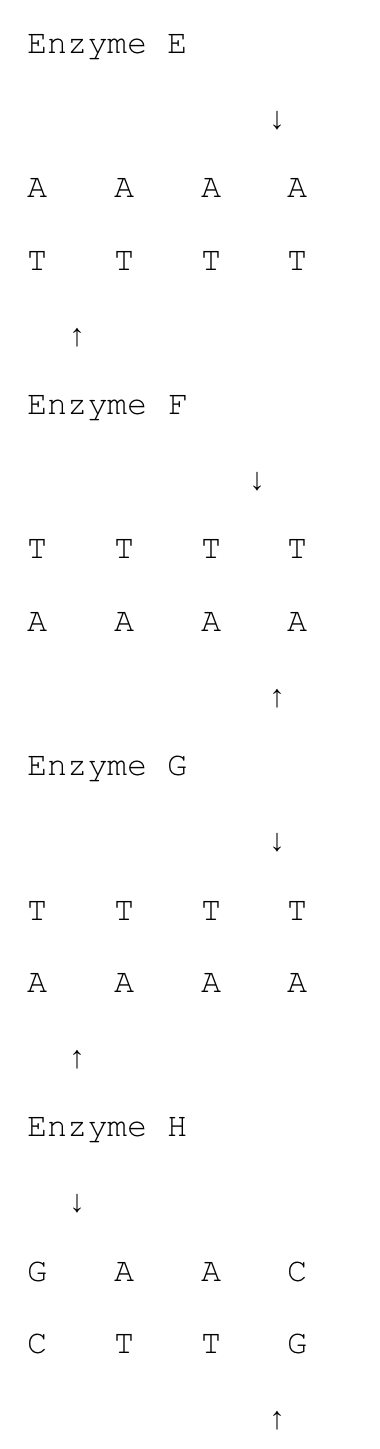Enzyme E
A
A
А
A
T
↑
Enzyme F
T T
T
А
А
А
А
Enzyme G
T
А
А
А
А
Enzyme H
А
А
G
↑
