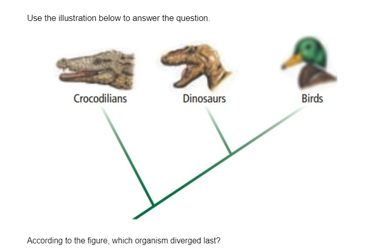 Use the illustration below to answer the question.
Crocodilians
Dinosaurs
Birds
According to the figure, which organism diverged last?
