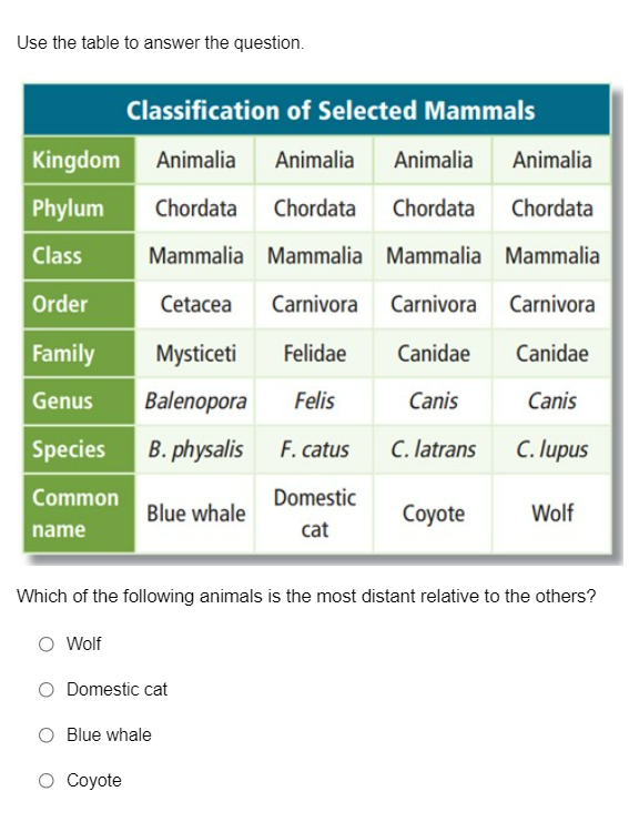 Use the table to answer the question.
Classification of Selected Mammals
Kingdom
Animalia
Animalia
Animalia
Animalia
Phylum
Chordata
Chordata
Chordata
Chordata
Class
Mammalia Mammalia Mammalia Mammalia
Order
Cetacea
Carnivora Carnivora
Carnivora
Family
Mysticeti
Felidae
Canidae
Canidae
Genus
Balenopora
Felis
Canis
Canis
Species
B. physalis
F. catus
C. latrans
C. lupus
Common
Domestic
Blue whale
Coyote
Wolf
name
cat
Which of the following animals is the most distant relative to the others?
Wolf
O Domestic cat
Blue whale
O Coyote
