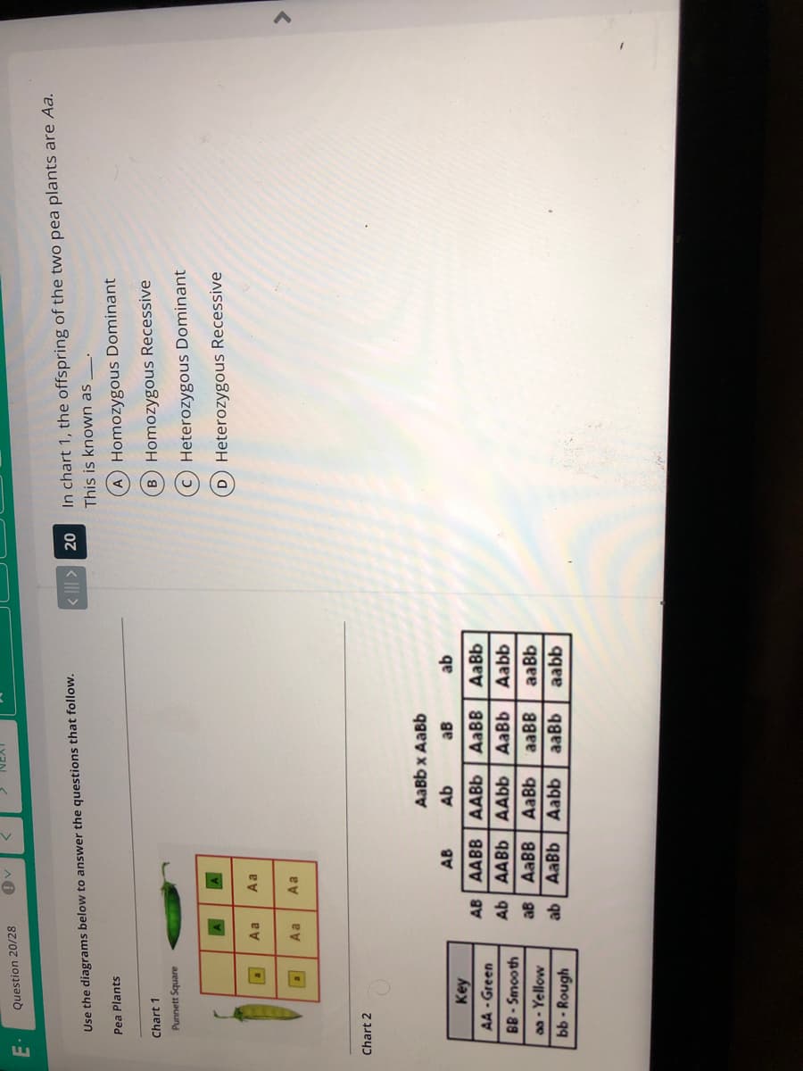 E-
Question 20/28
In chart 1, the offspring of the two pea plants are Aa.
Use the diagrams below to answer the questions that follow.
< ||| >
This is known as .
Pea Plants
A Homozygous Dominant
Chart 1
Homozygous Recessive
Punnett Square
Heterozygous Dominant
Heterozygous Recessive
Aa
Aa
Aa
Aa
Chart 2
AaBb x AaBb
AB
Ab
qe
AaBb
ав
Key
AB AABB AABB
AABB
AA-Green
Ab AABB AAbb AaBb
Aabb
BB- Smooth
aa - Yellow
aB AABB
AaBb
aaBB
aaBb
ab AaBb
y6noy - 99
Aabb
aaBb
aabb
