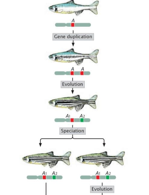 Gene duplication
A A
Evolution
AI A2
Speciation
AI A2
AI A2
Evolution
