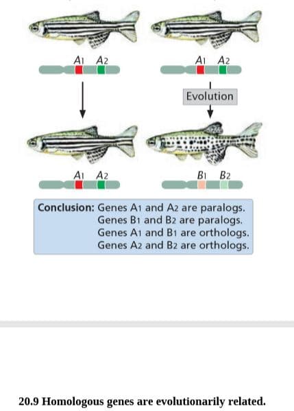 AI A2
AI A2
Evolution
A A2
BI B2
Conclusion: Genes A1 and A2 are paralogs.
Genes B1 and B2 are paralogs.
Genes A1 and B1 are orthologs.
Genes A2 and B2 are orthologs.
20.9 Homologous genes are evolutionarily related.
